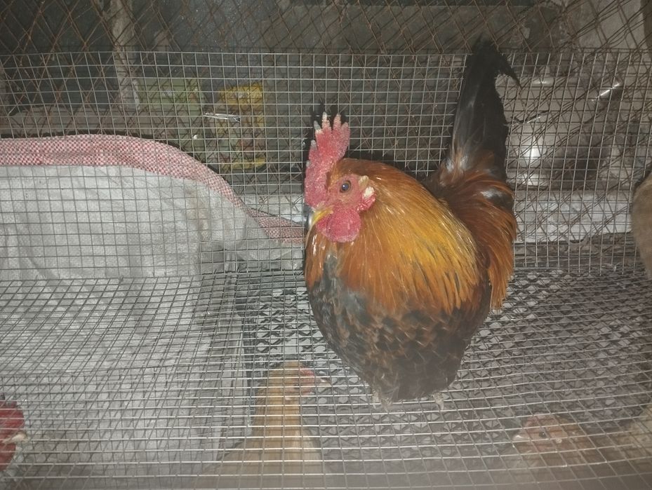 Петушки Бентама голоногие,три штуки.