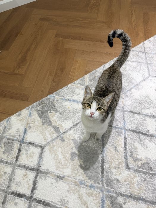 Отдам в добрые руки котенка