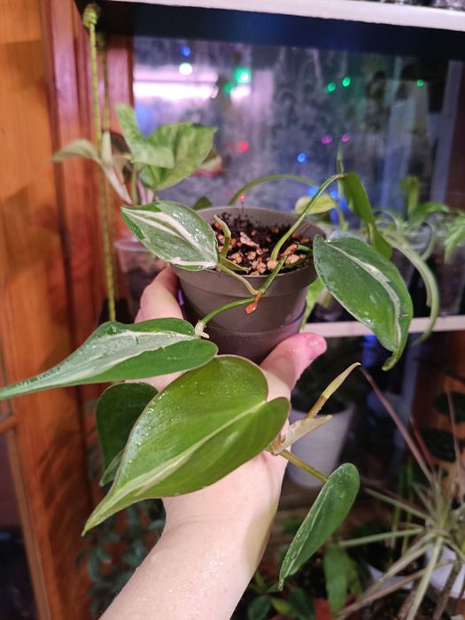 Продам  комнатные цветы