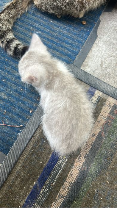 Котенок окрас белый и дым