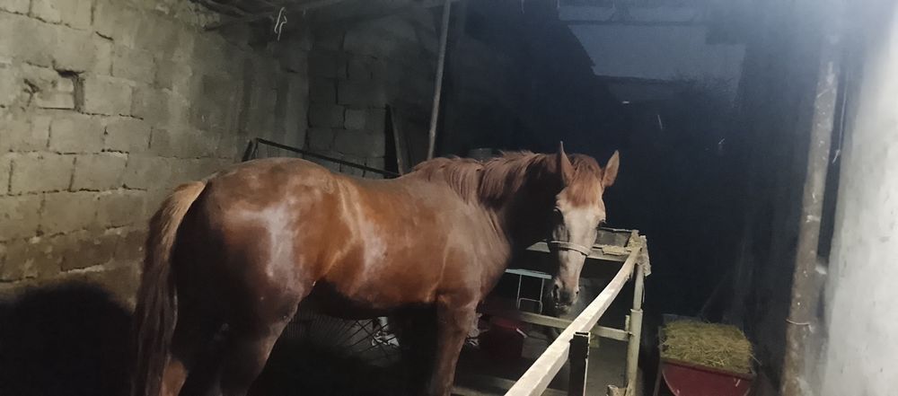 Той сотилади айгир