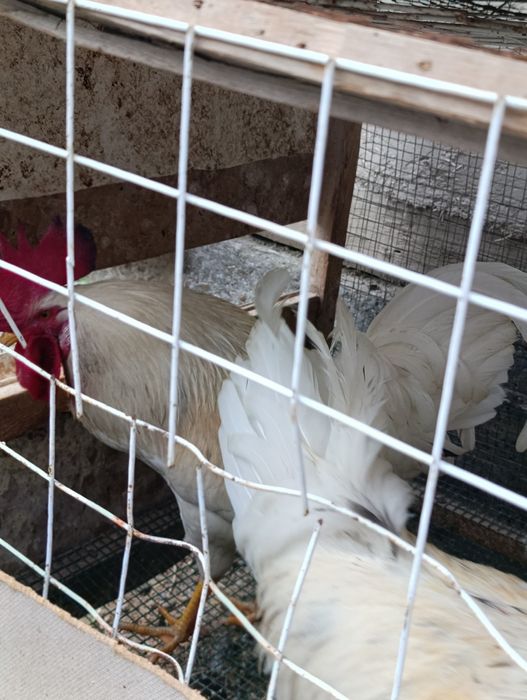 Uylanamagan oq Xo'roz sotiladi!