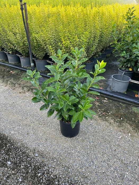 Prunus laurocerasus tufa ideal pentru a forma un gard viu