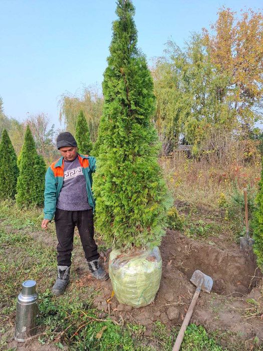 АРЧА (Arizonica cypress) (Gold Rider) (THuja Smaragd)