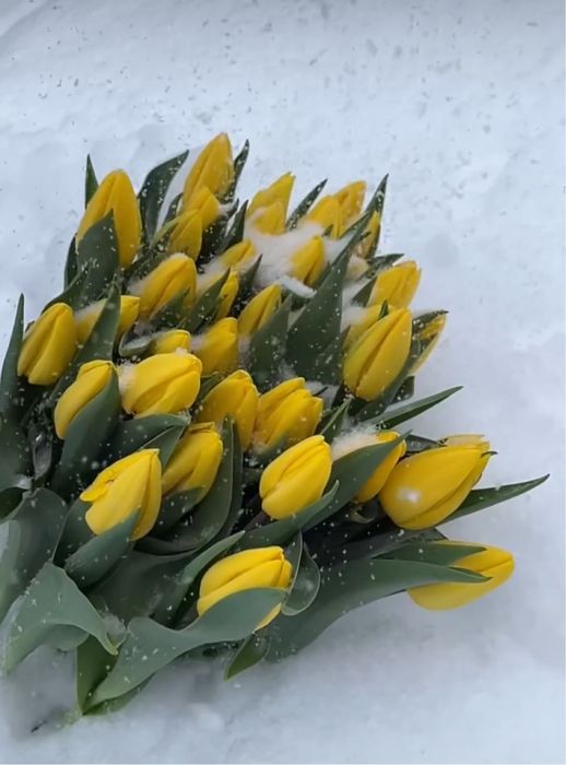 Тюльпаны оптом и в розницу