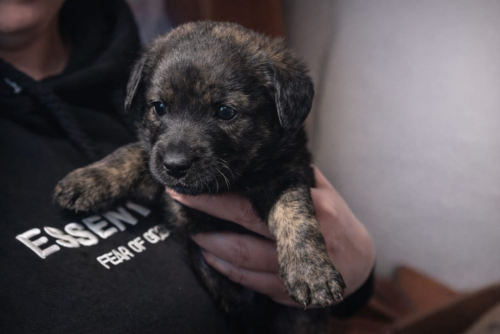 Щенки русского спаниэля