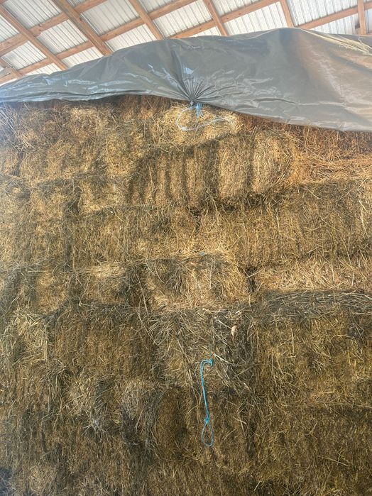 Vând baloți de lucernă