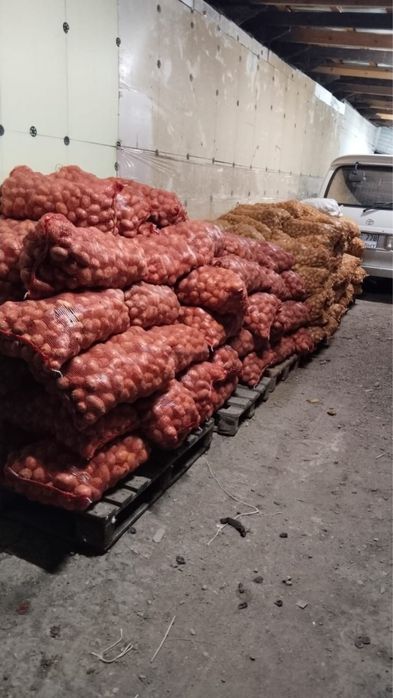 Картофель сорт Гала на семена