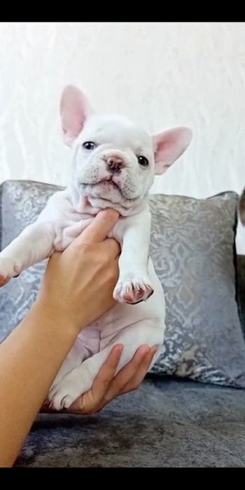 Малыши Премиум класса!