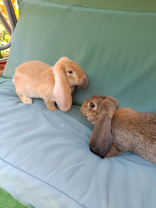 Iepuri berbec german