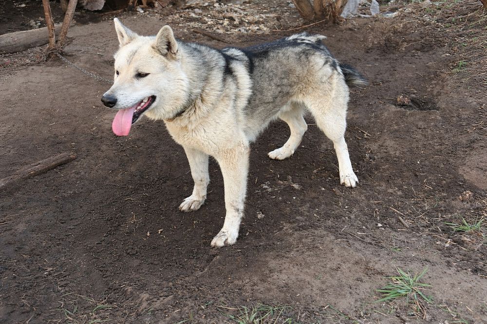 Продаётся собака!