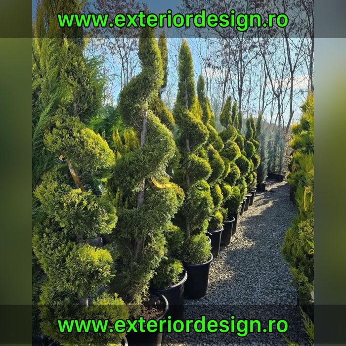 Direct din pepeniera, Spirala pon pon, bonsai, Maslin plante ornamente