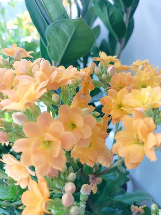 комнатные цветы  .каланхоэ