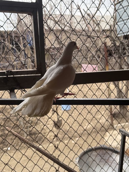 Продам Самец Шракахвост