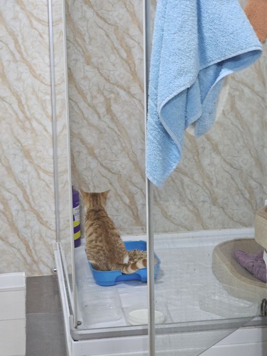 Отдам подрощенного котёнка