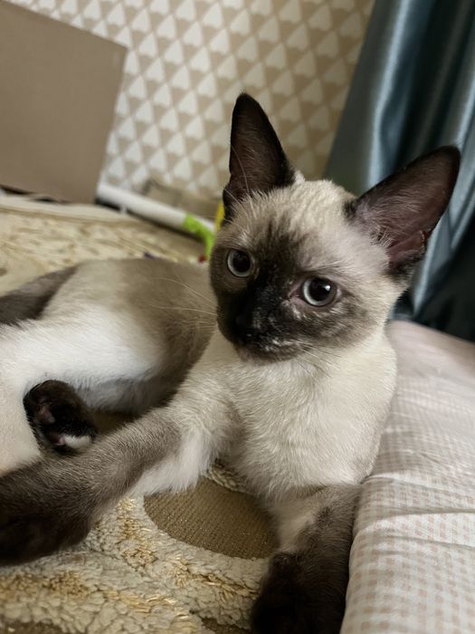 Отдам в хорошие руки