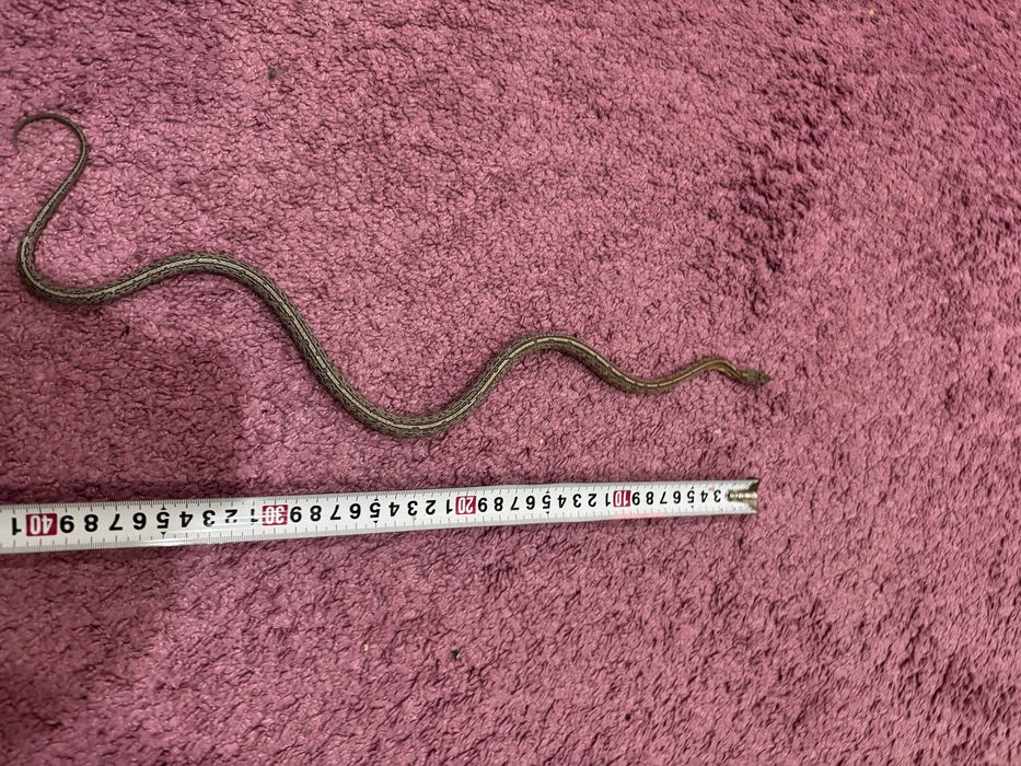 Продам змея (маисовый полоз)