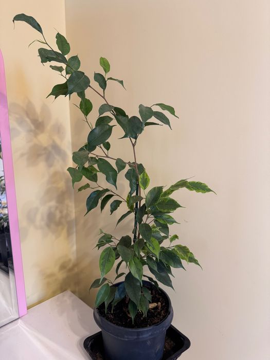 Фикус бенджамина