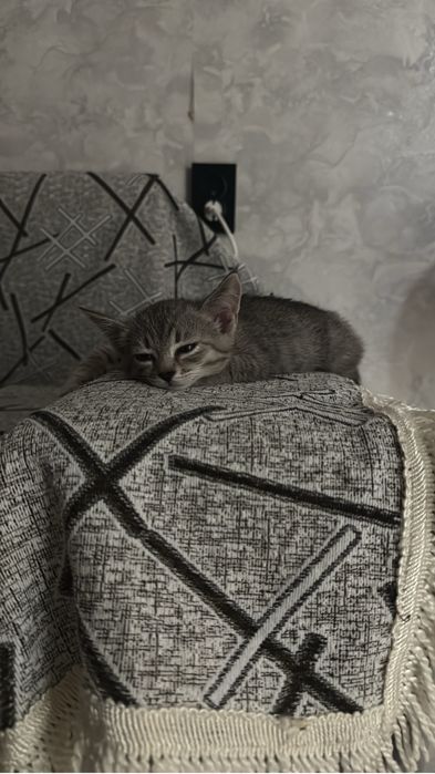 отдам котенка в добрые руки
