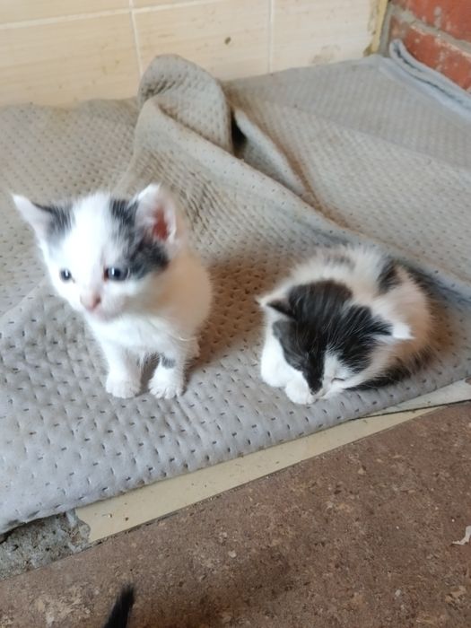 Котята 1 месяц ..