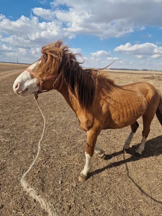 Продам хорошего жеребца