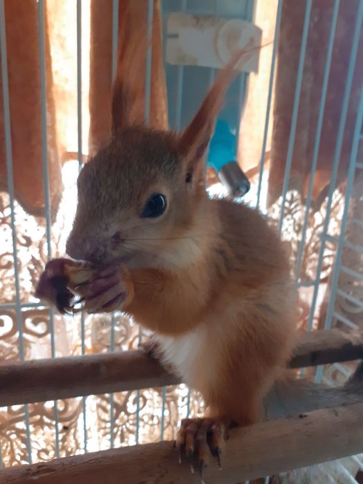 Продается бельчонок
