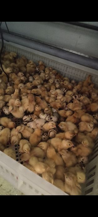 Продам цеплят перепелят