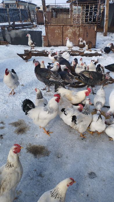 Адлер Әтештер 6000 /Адлер Путхи по 6000