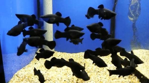 Молонезии и меченосцы