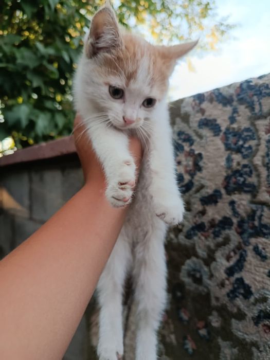 Отдам кота и котёнка