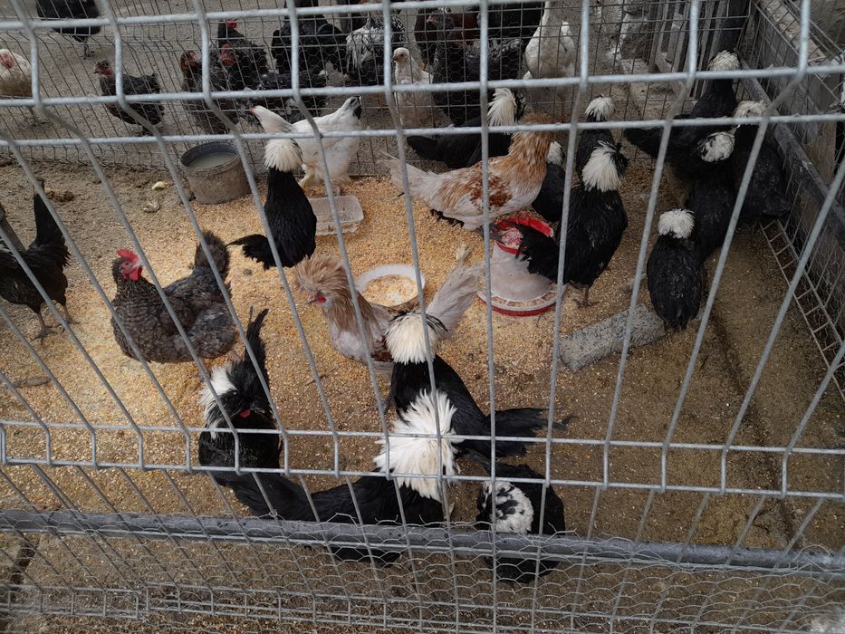 Vând cocoșei moțată olandeza