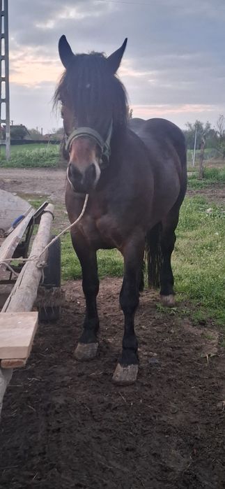 avand sau svhimb manza de 3 ani cu vitei sau vaci