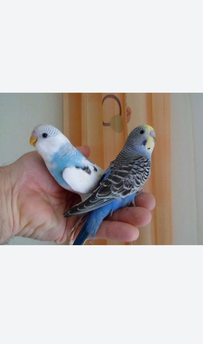 Кролики декоративные