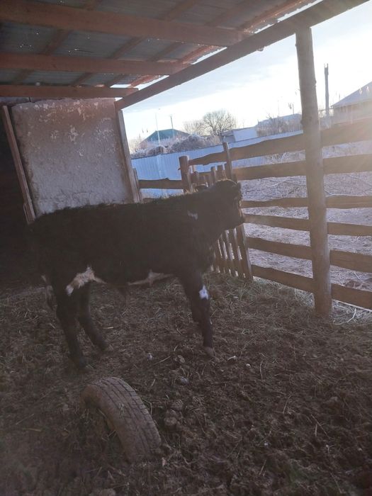 Баспақ еркек мал екеу жақсы