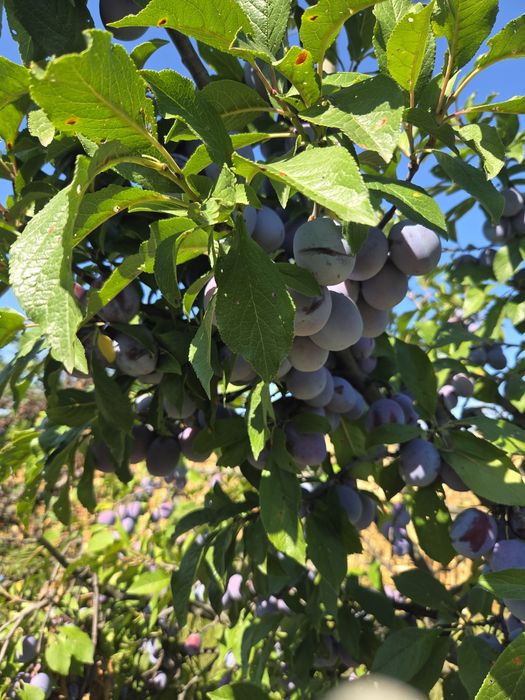 Prune pentru țuică
