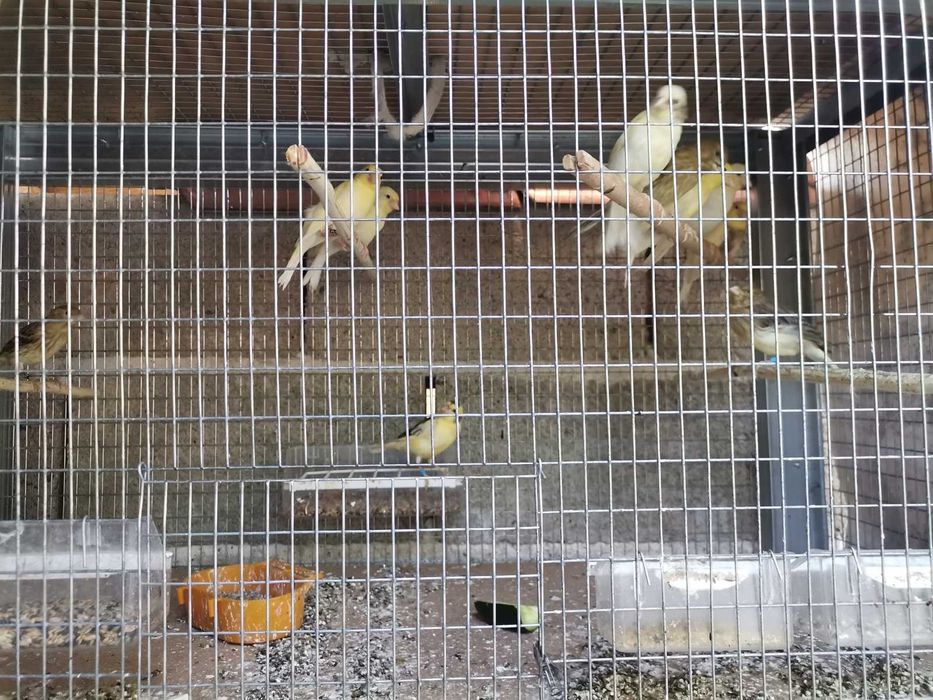 Продавам канарчета Орфей