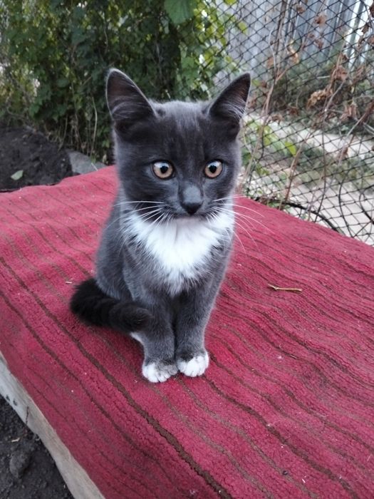 Отдам котят в добрые руки