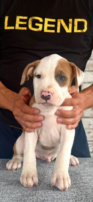Amstaff mascul cu pedigree