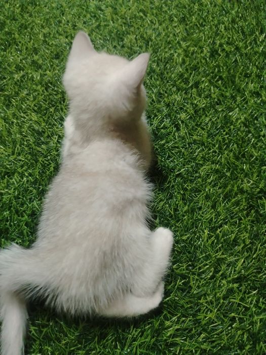 Продаются серебристые шиншиллы. Котята скотиш фолд и страйт.
