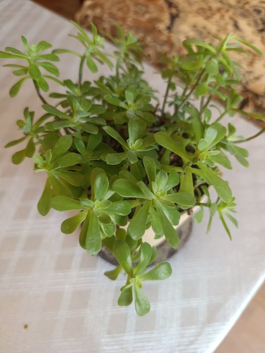 Продам комнатные цветы