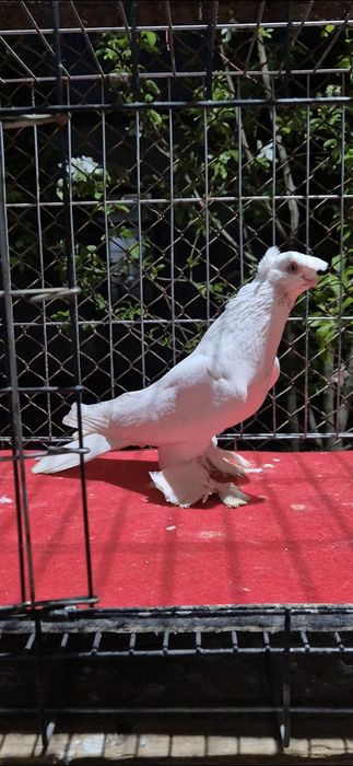 Маладой самеццццц