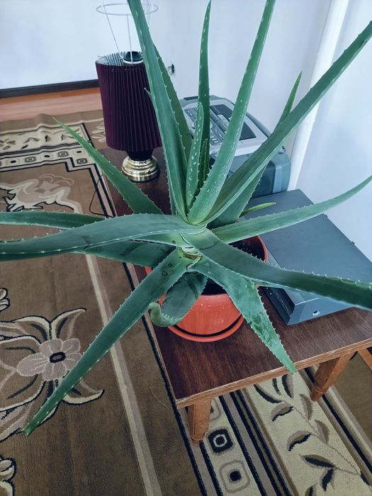 Продам домашние цветы