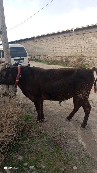 Навос сотилади зури