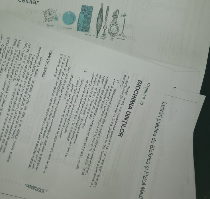 Cursuri pt medicină dentară (anul 1, 2 și 3)