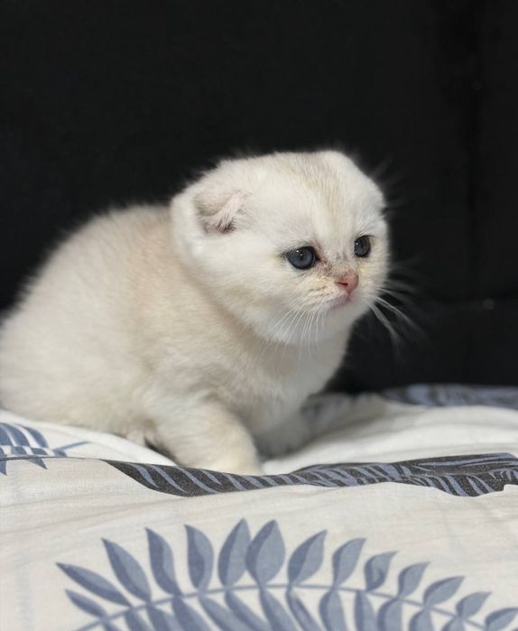 Продаётся котёнок серебряная шиншила