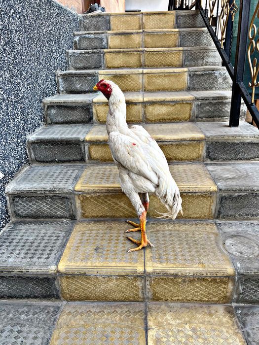 korea tozasini ishqivozlariga