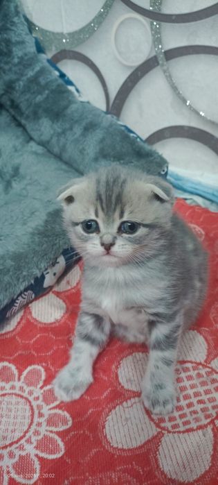 Шотландские малыши