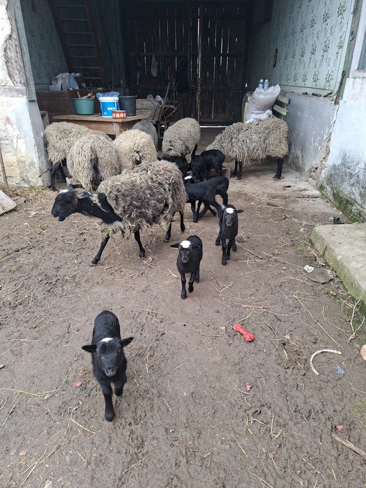 Vând oi și miei romanov