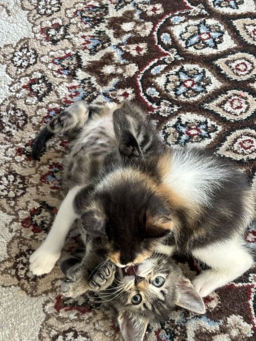 Отдам котят в добрые руки