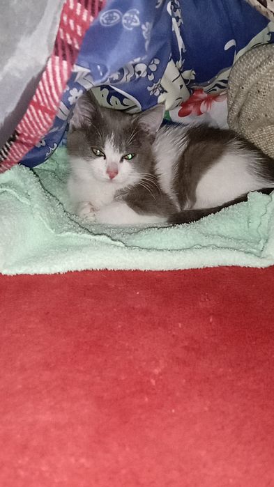 Одам котонка девочка